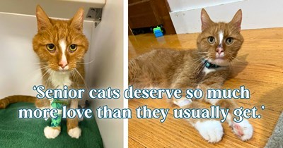 After losing his owner in a tragedy, a 12-year-old cat faced being put down at the shelter until a vet tech who'd just lost her own senior cat took a chance on him: 'Decided it was fate and took him home.'