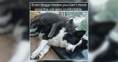 29 Comforting Cat Memes For Pre-work Scrolls Calming Your Morning Commute 
