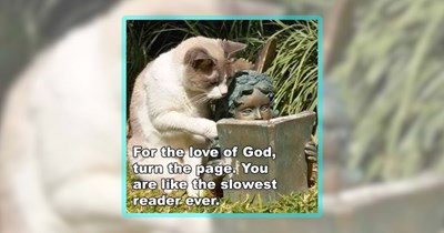 30 Feline Funnies Featuring the Most Cat Pawsts of the Week (August 1, 2026)