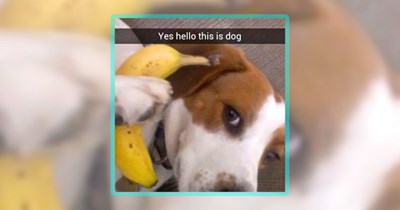 26 Heartwarming Hounds of Happiness to Wag Your Inner Tail