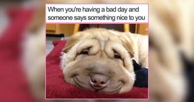 22 Morning Sunshine Pet Memes to Add a Pep in Your Step