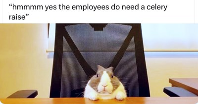 28 Sweet Animal Memes fur a Sugary Start to the Last Day of the Working Week