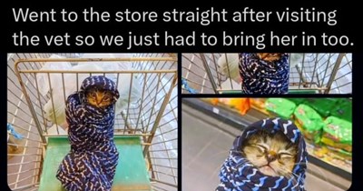 27 Cute N Cozy Cat Memes to Curl Up Next To When the Weight of the World Becomes too Much