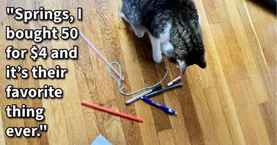 19 Pawket Friendly Feline Toys that are Cheapurr than a Cup of Coffee and Can Keep Cats Captivated fur Hours