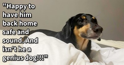 Sweet senior dog saves himself after causing panic when pawrent comes home to unlocked front door and missing dog, after hours of hysteric searching pup appears back at front door waiting for pawrent: ‘I guess he knew enough to go back home on his own.’
