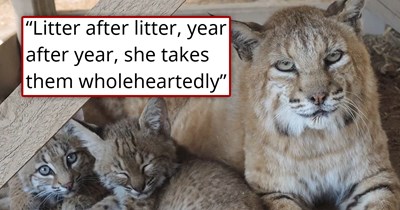 Rescued bobcat unable to return to the wild finds her purpose as a foster mom, raising every kitten who needs her: 'She takes those kittens in as if they are her absolute own'