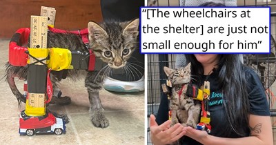 Vet builds a custom wheelchair for a kitten with a spinal injury made with rulers, hot wheels and tape, proving that kindness is made out of love and time rather than money: 'He was really wanting to play and walk around,so I used what I had'