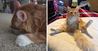 24 Gloriously Goofy Ginger Cats Causing Chaos One Braincell at a Time