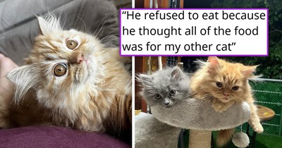 Worried family takes their cat who suddenly stopped playing and eating to the vet, only to discover he's sad and worried he's being replaced by the new kitten, they reassure him he's loved, and now he and the kitten are best friends