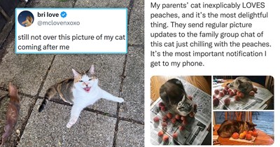 Your Weekly Meowgazine: 20 I Can Has Meowments for a Cozy Caturday of Whimsey and Wholesomeness (August 1, 2026)