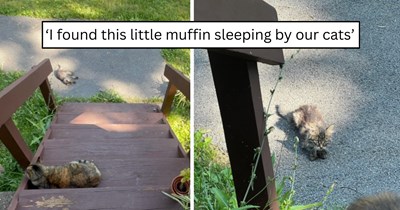 After a couple finally decided they finally had room to foster, a tiny kitten showed up on their porch at the perfect time