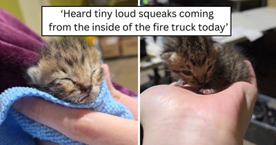 After finding an orange kitten beside a firetruck, rescuers search everywhere for his family before finding him the perfect foster