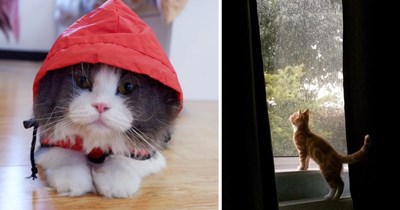 28 Cozy Cats Bringing a Little Extra Comfort to Rainy Days
