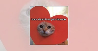 Your Sweet Cat Club Membership Includes 25 Wholesome Cat Memes for a Gentler and Happier Scroll 
