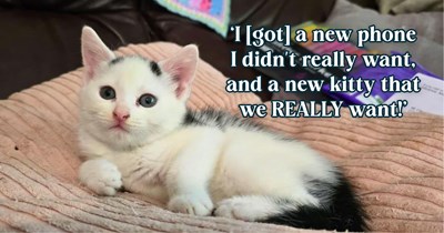 Man makes a 40-mile trip for a phone he barely wanted, but the seller's litter of kittens has other plans for what he comes back home with: 'I didn't say yes immediately, but she did.'