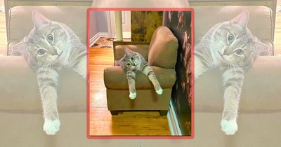 30 Silly Sunday Cats to Spruce Up Your Day With Your Cute Cat at Home