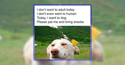 29 Howlarious Memes for When You Just Want to Dog