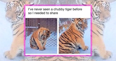 33 Wholesome Wildlife Memes to Soften Your Soul With Animals