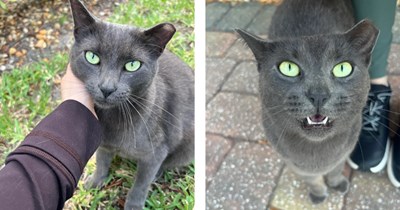 'To adopt or not to adopt?': Grey stray hangs around college dorm for an entire year and builds connection with student, after graduation he questions whether it's best to give him a furrever home or let him enjoy outdoor life 