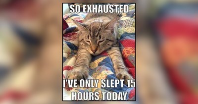 A Nightly Dream of Cat Memes to Whisk You Off to Listless Kitty Sleep