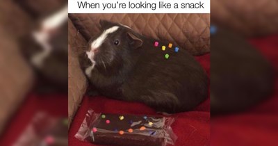 The Best Heartwarmingly Wholesome Memes and Posts of the Week (July 30, 2026)