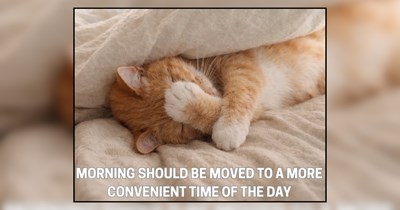 Good Morning Meows of Cat Memes for Pet Owners Running on Coffee and Cuddles (August 3, 2026)