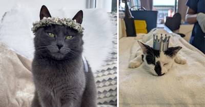 28 Royal Cats Ready to Be Addressed as Your Meowjesty