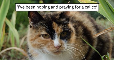 A calico kitten appeared out of nowhere and turned one cat lover's wish into reality
