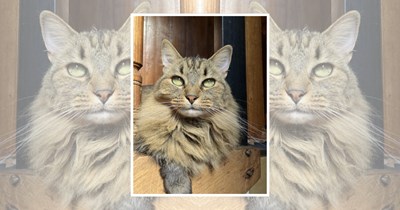 22 Wholesome Cats for a Softer Day on the Internet (July 31st, 2026)
