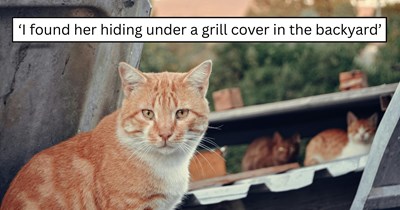 One worker thought he was visiting his boss, but left with a hungry polydactyl kitten and a new family member