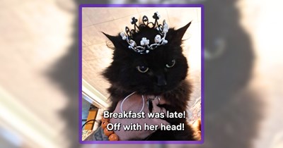 20 Foodie Feline Memes to Satiate Your Adorable Cats Appetite