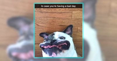 Monday Mood Puplift in the Form of 28 Dog Memes