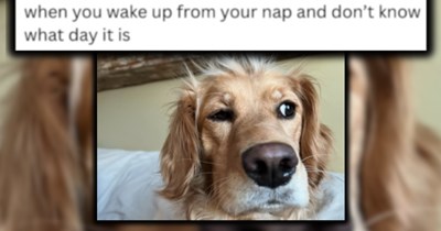 Spirit Animal Sunday: 21 Fluffy Candidates to Choose from as Your Purrsonality for the Week Ahead (August 2, 2026)