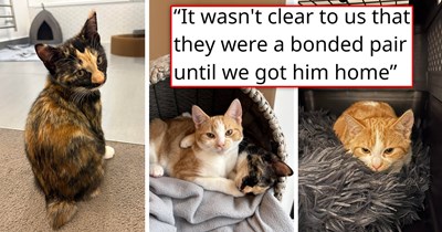 Couple happily adopts a kitten only to be called back and told that since the adoption, the kitten's brother is heartbroken, so they go back, adopt the brother too, and the siblings are so thankful: 'They latched onto each other right away'