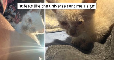 One driver spotted a frightened kitten sitting in the middle of the road, made a U-turn to save him, and gave him the second chance he desperately needed