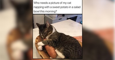 24 Sunny Smiling Kitties for When the World Feels a Little Too Loud