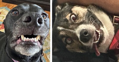 Goofy Grin Display of 29 Dog Toofers to Turn Your Frown Fluffside Down