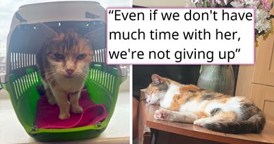 8 years after she was forced to give her cat away because of a toxic ex, the cat is found as a sick stray with her microchip still attached; the mom and daughter rush to the vet and bring their cat back home: 'She recognised us both instantly'