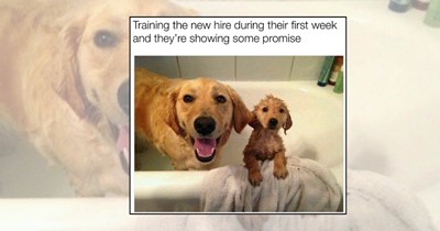 'Employee of the day': 21 Hardworking Doggos Bringing the Motivation You Need This Monday