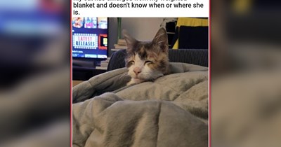 25 Freshly Baked Wholeosme Cat Memes With a Side of Crunchy Cat Chaos