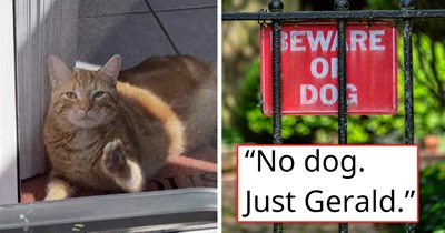 Neighbor puts up a "bewar of dog" sign, but it turns out that he does not have a dog, instead he has a chonky cat named Gerald who hates everyone: 'I don't know what I did to Gerald'