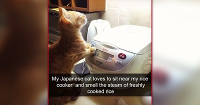 26 Heartwarming Cat Memes to Warm Your Heart Even When the AC Is Blasting