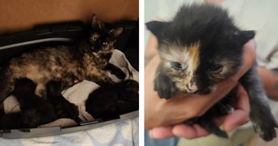 Man saves the lives of mama stray and her 5 kittens from the 100 degree weather outside, a summer miracle that they were found in the bushes 