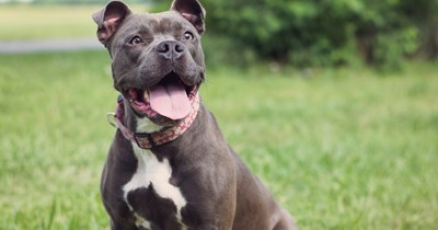'Already stressed about adding a newborn': Rescue dog with territorial issues making life harder for newly wed couple and their kittens, they question whether rehoming is the right decision