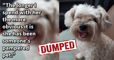 Senior dog dumped like trash on roadside turns out to be lost dog who was stolen and dumped, but thanks to dog lover’s rescue she was heartwarmingly reunited with her family:‘She has had the dog since she was 6 and she was a crying mess last night.’