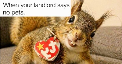 29 Adorable Animal Memes to Make your Heart Melt Like Soft Serve in the Summer Sun