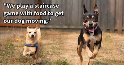 12 Fun Aerobic Activities to Keep Your Canine Active and at Their Best
