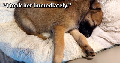 Tiny puppy saved from searing summer heat by trucker who heard cries for help while chatting to policeman, giving her a home and canine sibling in his truck’s cab: ‘Long story short, she’s been with me in my truck, getting along great with my other dog’