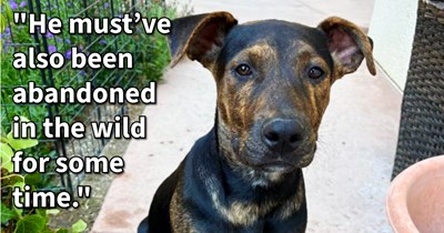 Stray Pit Bull puppy in poor condition found looking lost rescued by dog pawrent who had to make hard choice to find pup home instead of keeping it: ‘I have 3 big dogs , a cat, and a tortoise; so the responsibility of another puppy wouldn’t be wise’