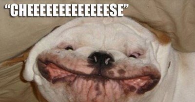 27 Heartwarming Animal Memes to Warm Your Soul When it’s Frozen from AC (August 10, 2026)
